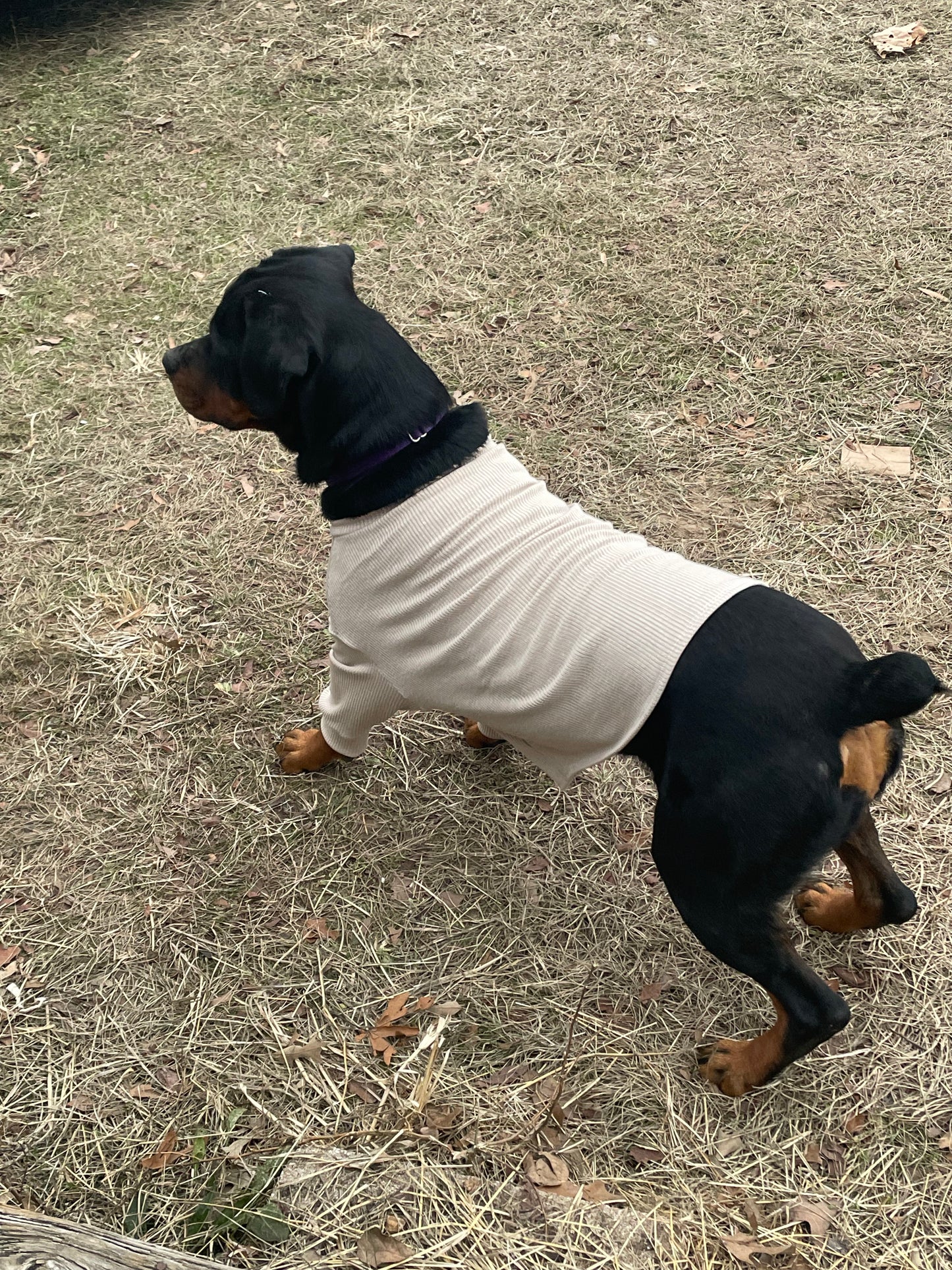 Penelope Pet Tee